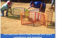 Edenvale Puppy School
