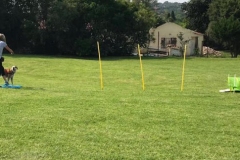 Edenvale-puppy-school-pic-1