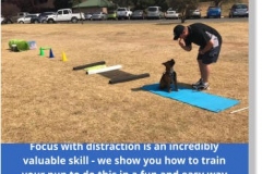 Edenvale-puppy-school-pic-3