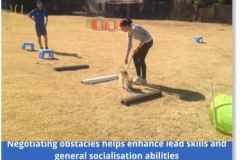 Edenvale-puppy-school-pic-4