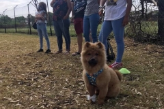 Edenvale-puppy-school-pic-6